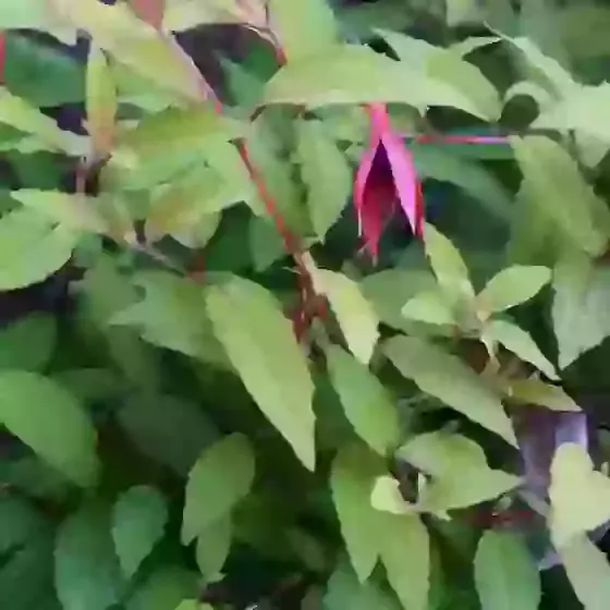 Fuchsia Magellanica Aurea 